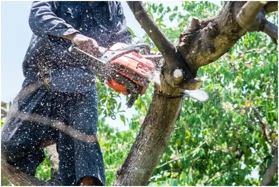 tree services St. Marys